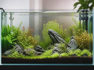 The Complete Guide to Cycling a New Aquarium