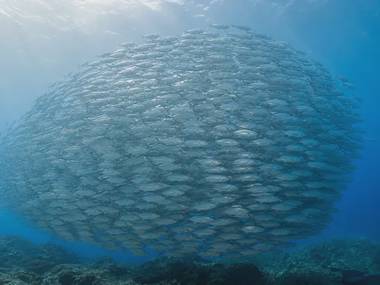 Why Do Fish School? The Science of Shoaling