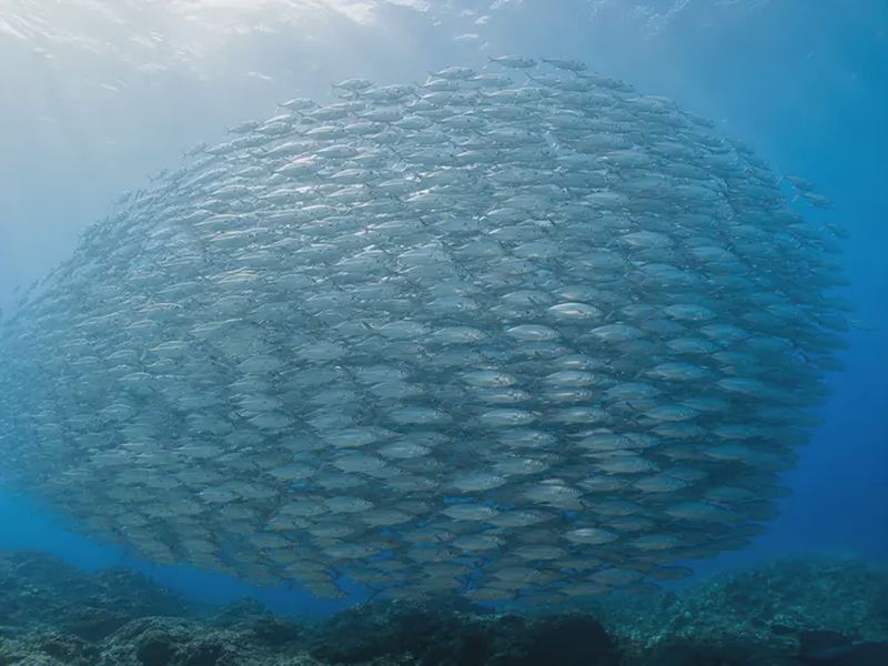 Why Do Fish School? The Science of Shoaling