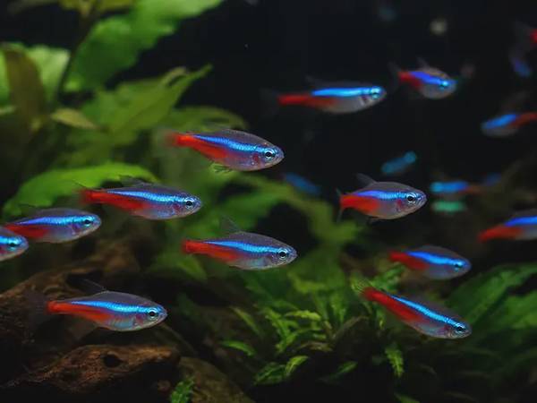 Characidae — Tetras