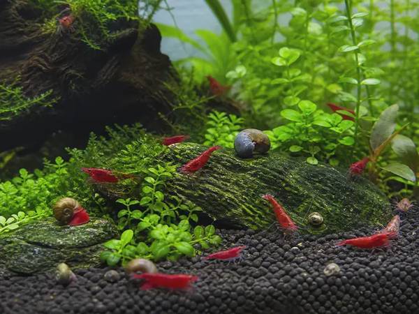 Neocaridina & Invertebrates