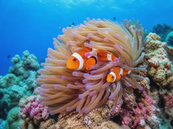 Pomacentridae — Reef Fish