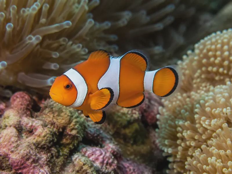 Amphiprion clarkii — Clark's Clownfish