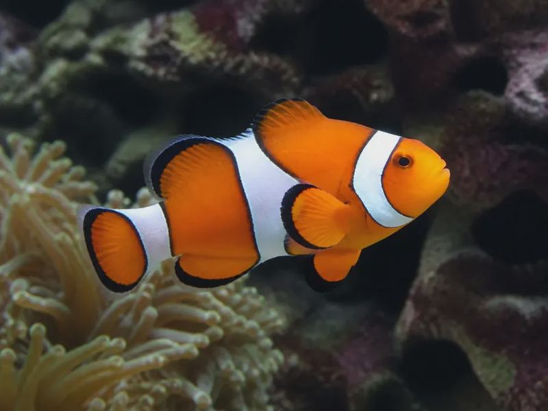 Amphiprion ocellaris — Ocellaris Clownfish