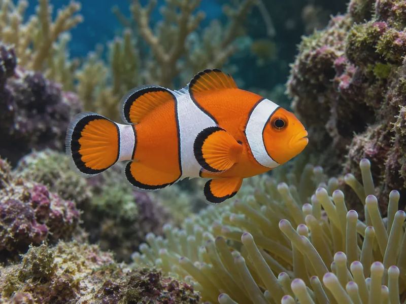 Amphiprion percula — Percula Clownfish