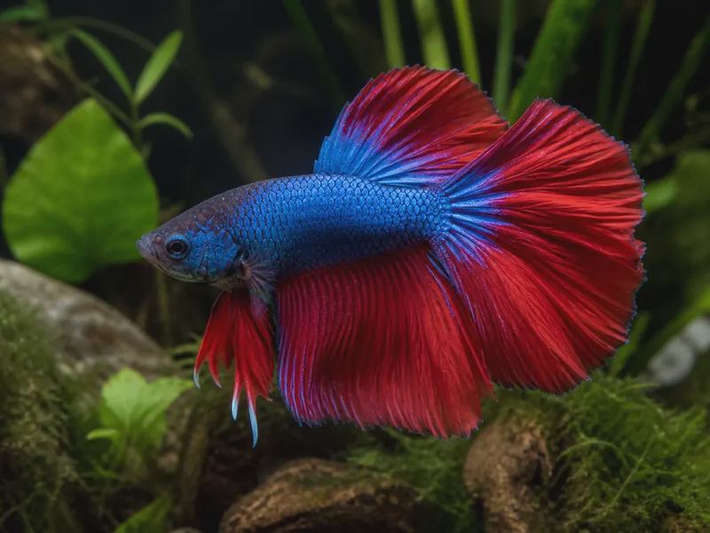 Betta splendens — Siamese Fighting Fish