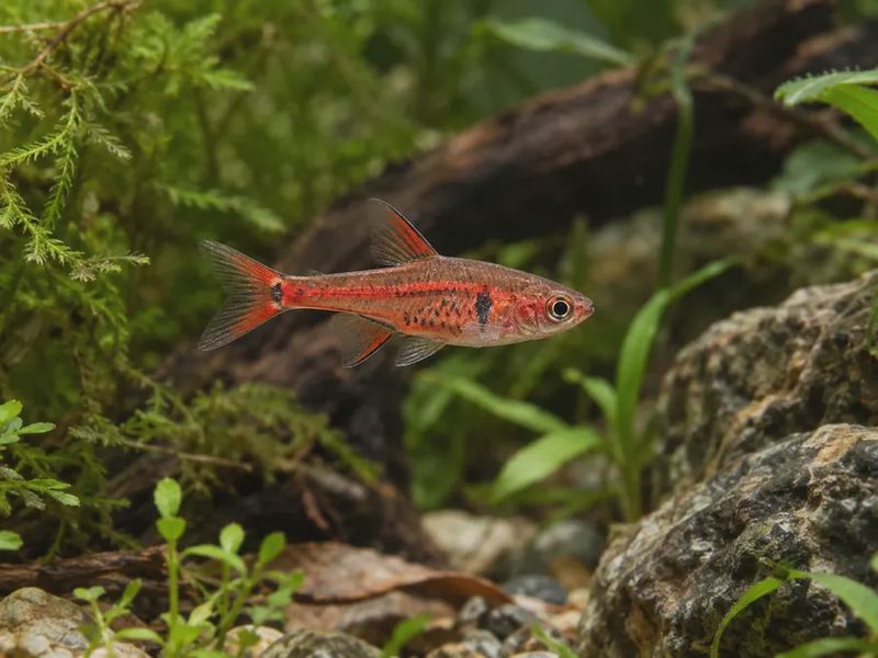 Boraras brigittae — Chili Rasbora