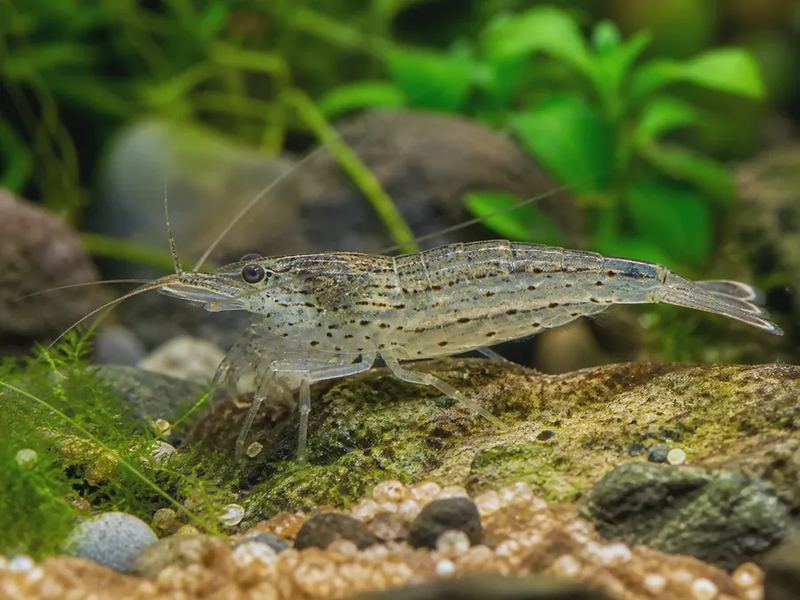Caridina multidentata — Amano Shrimp