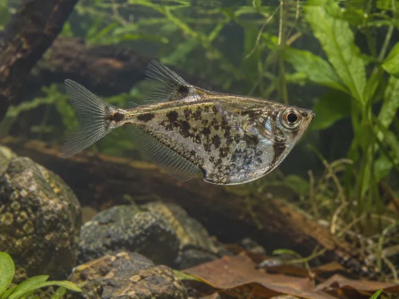 Carnegiella strigata — Marbled Hatchetfish