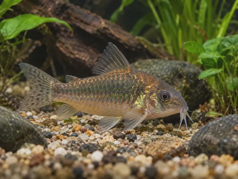 Corydoras aeneus — Bronze Cory
