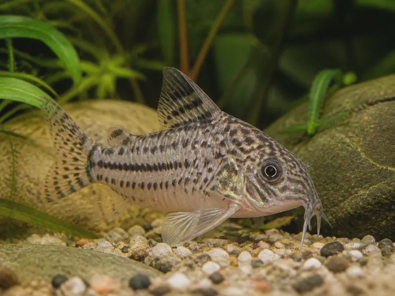 Corydoras paleatus — Peppered Cory
