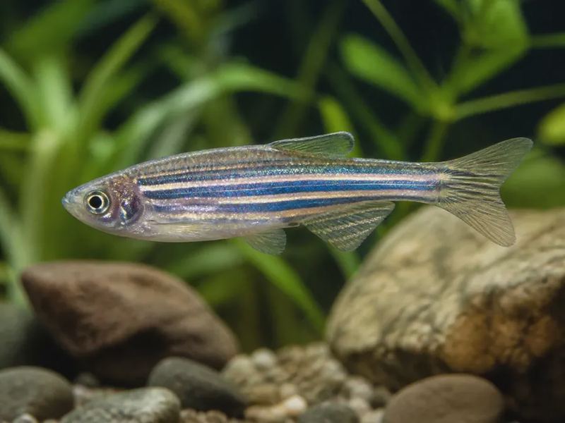 Danio rerio — Zebrafish