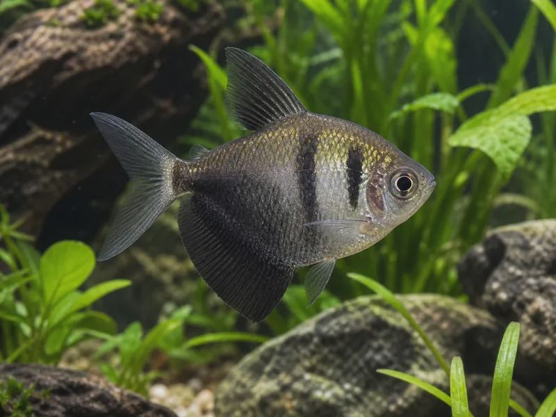 Gymnocorymbus ternetzi — Black Skirt Tetra