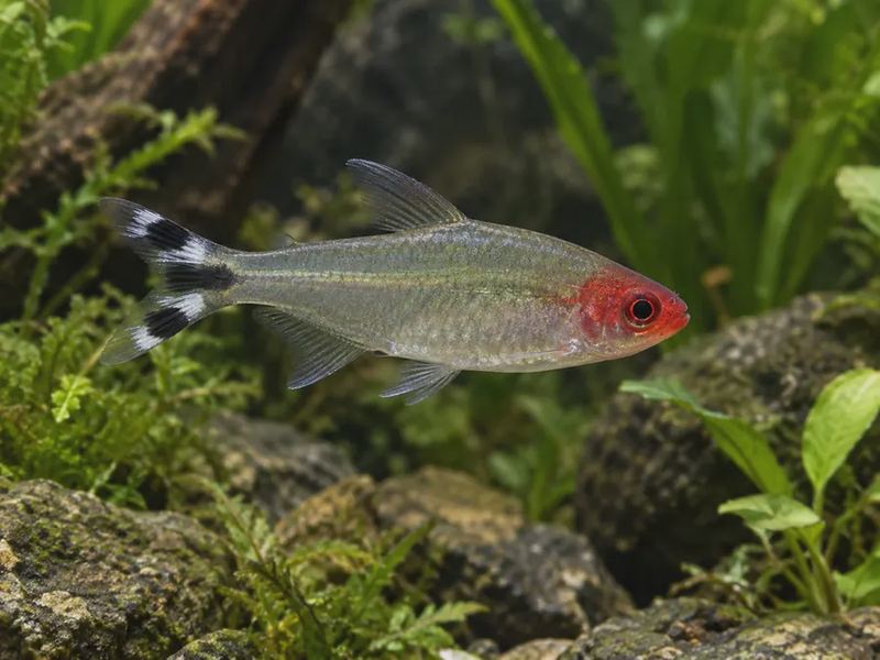 Hemigrammus bleheri — Rummy Nose Tetra