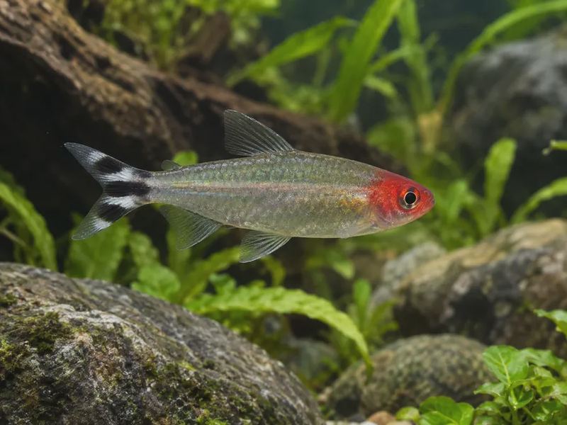 Hemigrammus rhodostomus — Firehead Tetra