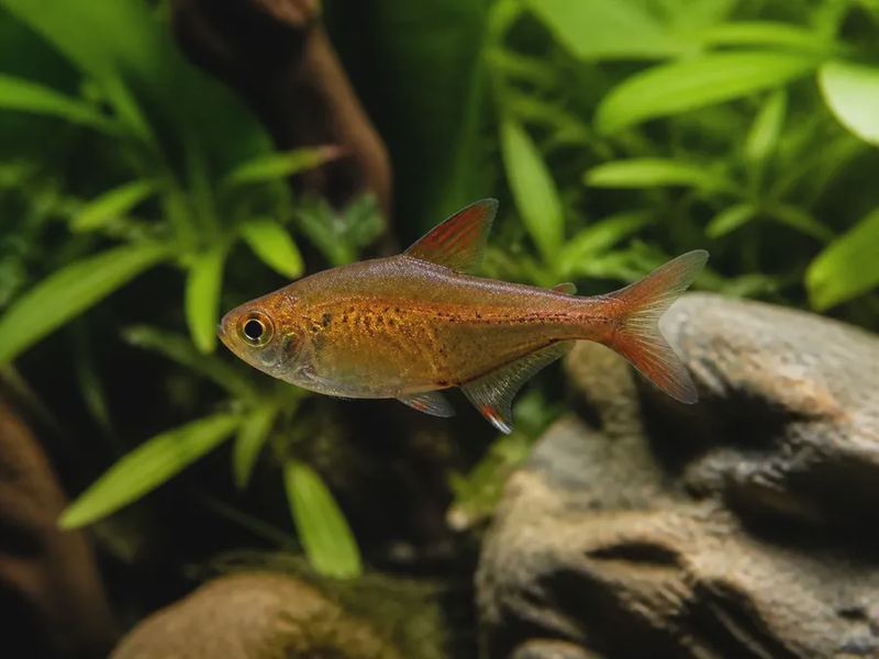Hyphessobrycon amandae — Ember Tetra