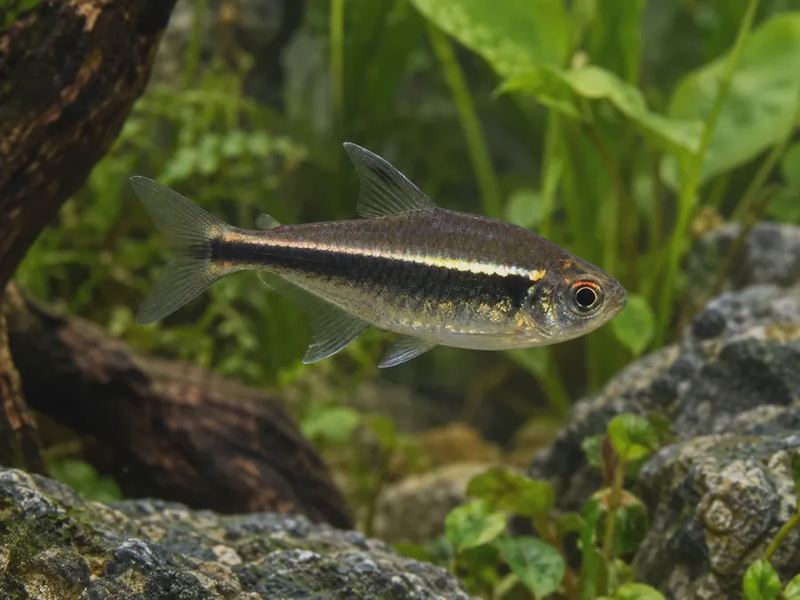 Hyphessobrycon herbertaxelrodi — Black Neon Tetra
