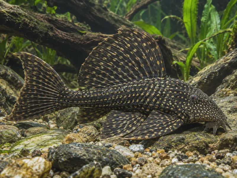 Megalancistrus parananus — Sailfin Pleco