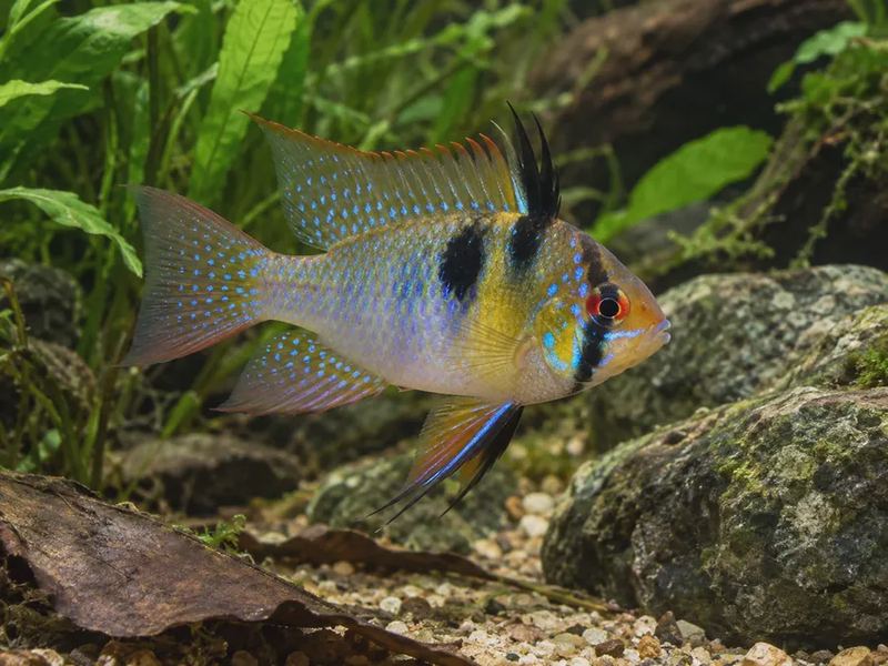 Mikrogeophagus ramirezi — German Blue Ram