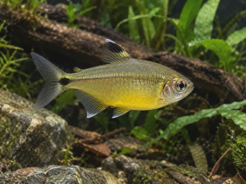 Moenkhausia sanctaefilomenae — Yellow-Belly Tetra