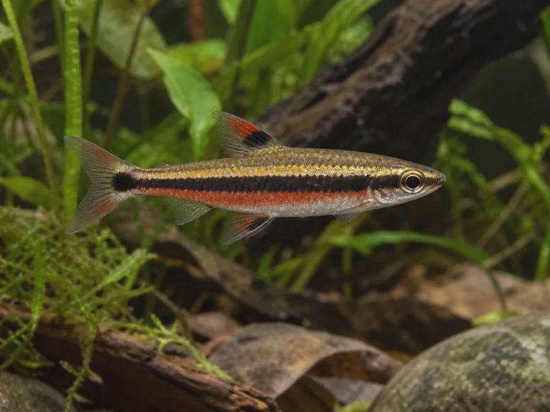 Nannostomus beckfordi — Golden Pencilfish