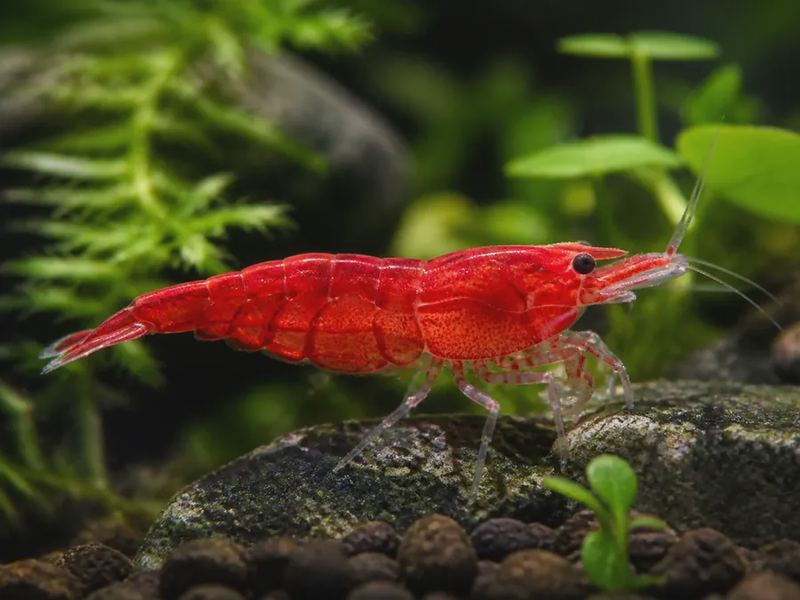 Neocaridina davidi — Cherry Shrimp