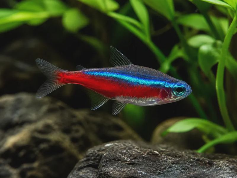 Paracheirodon axelrodi — Cardinal Tetra