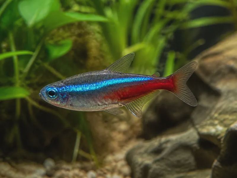 Paracheirodon innesi — Neon Tetra