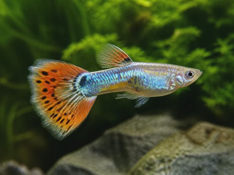 Poecilia reticulata — Guppy