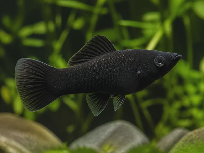 Poecilia sphenops — Black Molly