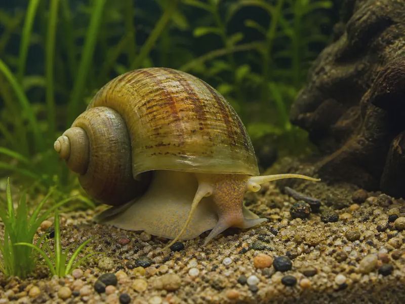 Pomacea diffusa — Mystery Snail