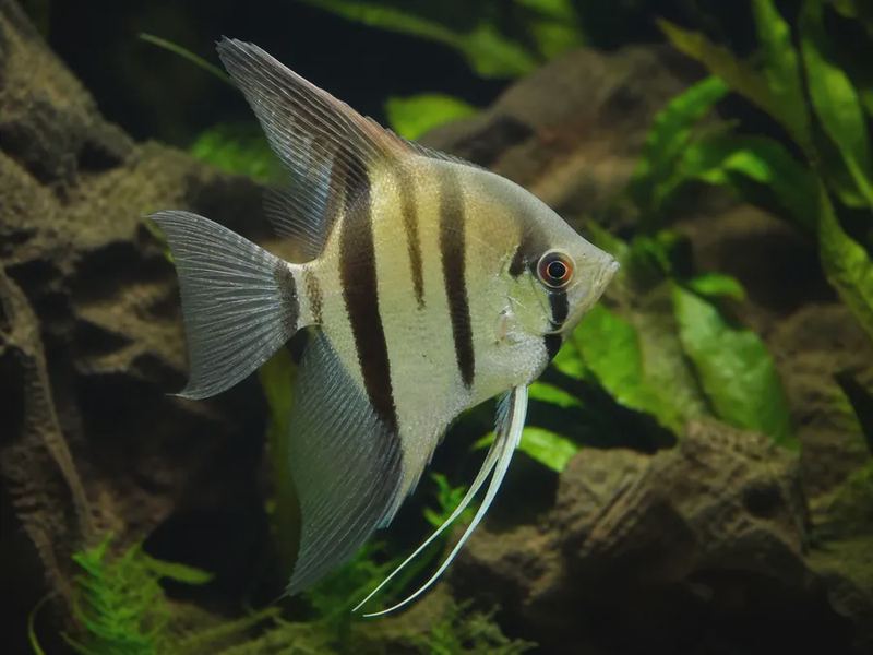 Pterophyllum scalare — Angelfish