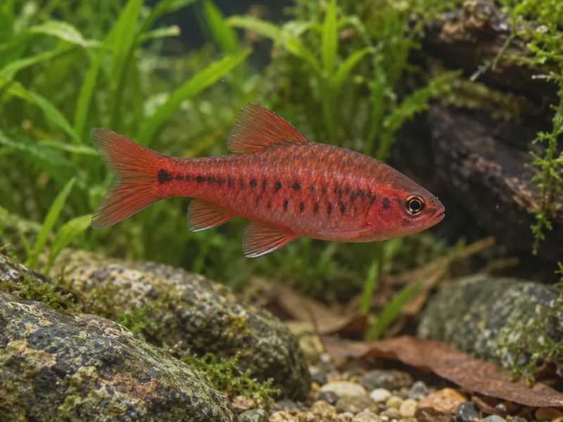 Puntius titteya — Cherry Barb