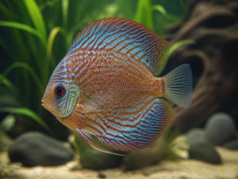Symphysodon aequifasciatus — Discus