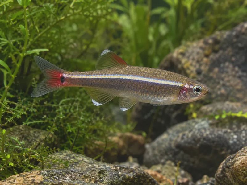 Tanichthys albonubes — White Cloud Mountain Minnow