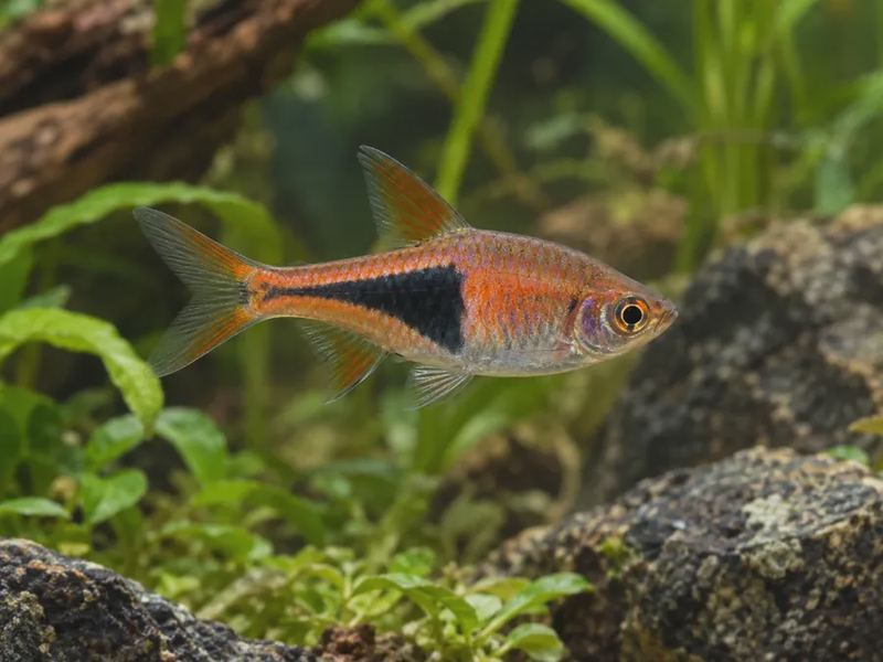 Trigonostigma espei — Lambchop Rasbora