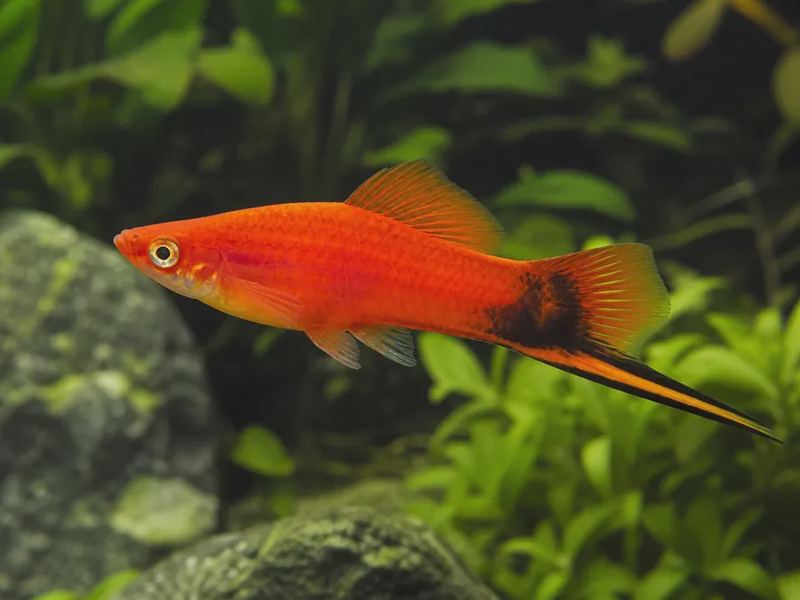 Xiphophorus hellerii — Swordtail
