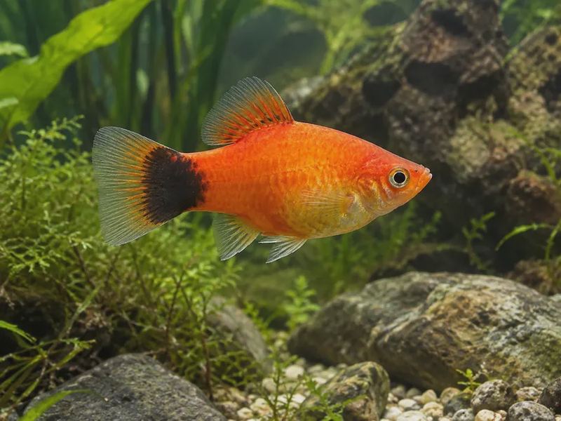 Xiphophorus maculatus — Southern Platy